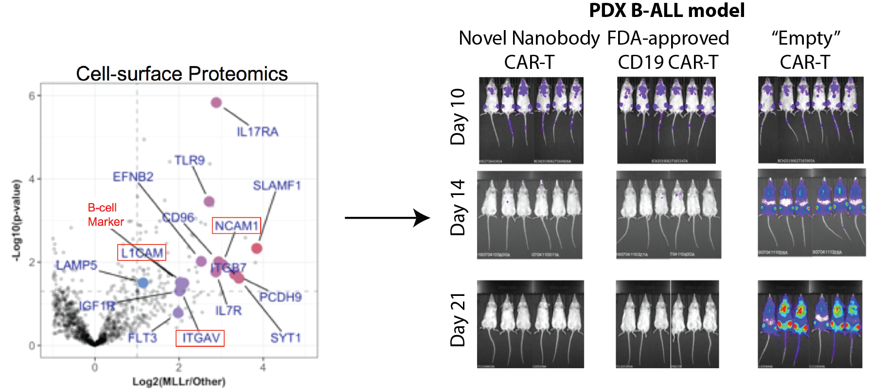 Developing Novel Immunotherapies by Profiling the Cancer Cell Surface ...